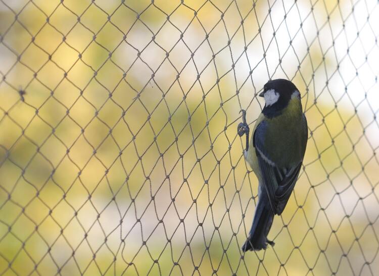   Anti bird nets in East-Marredpally  